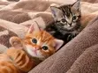 American Shorthair Kitten (1-3 Months) - 1
