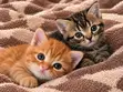 American Shorthair Kitten (1-3 Months) - 2