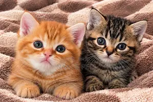American Shorthair Kitten (1-3 Months)