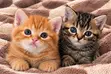American Shorthair Kitten (1-3 Months) - 3