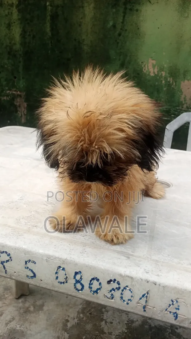 Zuriar Lhasa Apso Masu Tsarki (Wata 1-3) - 1