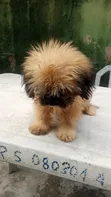 Purebred Lhasa Apso Puppies (1-3 Months) - 1
