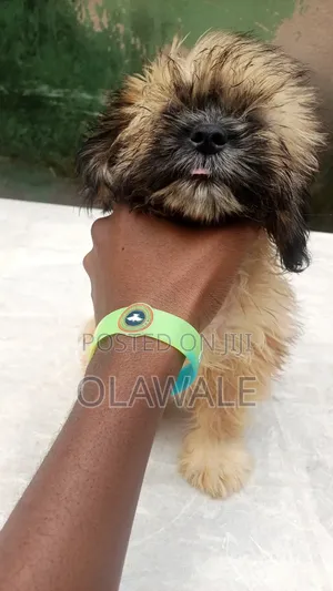 Purebred Lhasa Apso Puppies (1-3 Months)