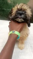 Purebred Lhasa Apso Puppies (1-3 Months) - 2