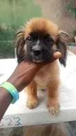 Purebred Lhasa Apso Puppies (1-3 Months) - 3