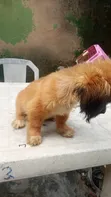 Purebred Lhasa Apso Puppies (1-3 Months) - 4