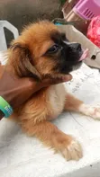 Purebred Lhasa Apso Puppies (1-3 Months) - 5