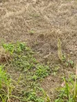 Filaye Guda Uku Don Siyarwa a Alagbaka GRA Extension - 4