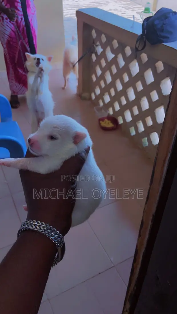 Purebred American Eskimo Puppy - 1-3 Months Old - 1