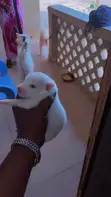 Purebred American Eskimo Puppy - 1-3 Months Old - 1