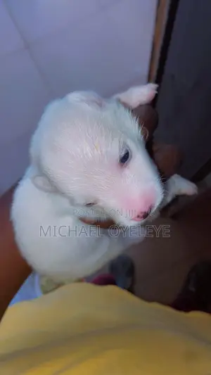 Purebred American Eskimo Puppy - 1-3 Months Old