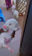 Purebred American Eskimo Puppy - 1-3 Months Old - 3