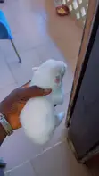 Purebred American Eskimo Puppy - 1-3 Months Old - 4