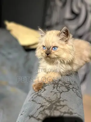 Purebred Persian Kittens (1-3 Months)