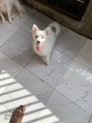 3-6 Month Male Purebred American Eskimo Puppy