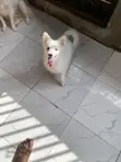 3-6 Month Male Purebred American Eskimo Puppy - 1