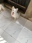 3-6 Month Male Purebred American Eskimo Puppy - 2