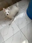 3-6 Month Male Purebred American Eskimo Puppy - 3
