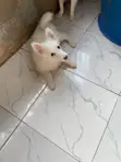 3-6 Month Male Purebred American Eskimo Puppy - 4