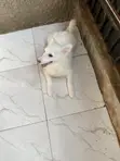 3-6 Month Male Purebred American Eskimo Puppy - 5