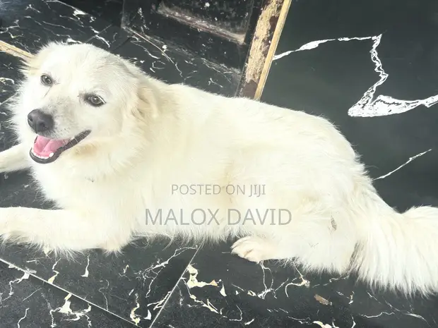 Female Purebred American Eskimo, 1+ Year Old - 1