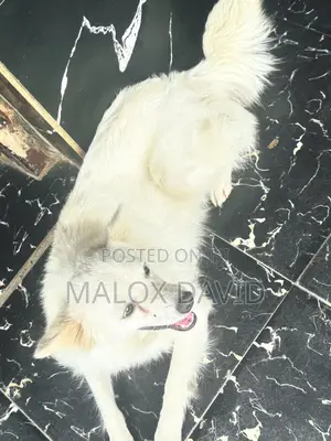 Mace Amurka Eskimo Mai Tsarki, Shekara 1+