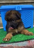 Zuri German Shepherd 'Yan Kura (Wata 1-3) - 2