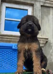 Zuri German Shepherd 'Yan Kura (Wata 1-3) - 3