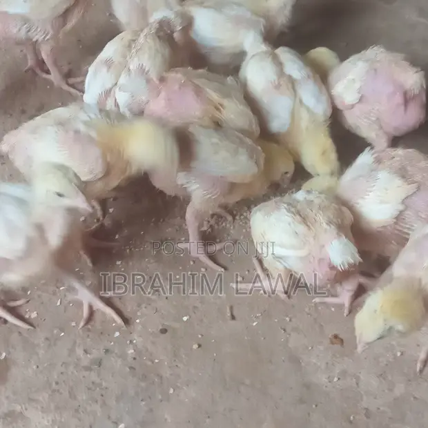 3 Weeks Old Broilers - Ibadan - 1