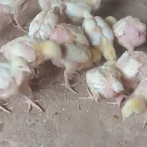 Broilers 'Yan Makonni 3 - Ibadan