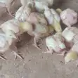 Broilers 'Yan Makonni 3 - Ibadan - 1