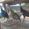 Broilers 'Yan Makonni 3 - Ibadan - 2