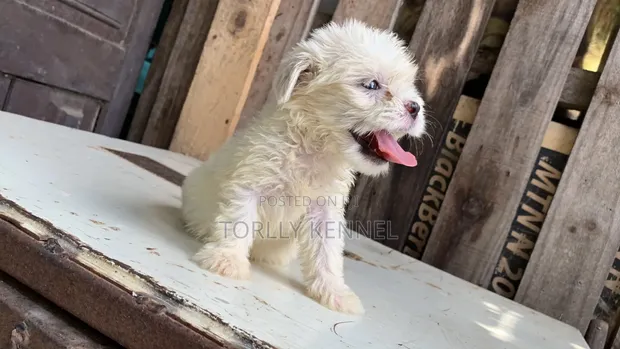 Kare Mai Tsarki na Lhasa Apso - Watan 1-3 - 1