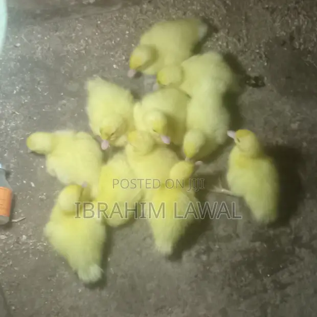 Local Ducklings Available - 1
