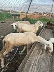 Ragon Lafiya Don Siyarwa - 1