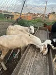 Ragon Lafiya Don Siyarwa - 2