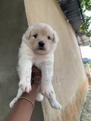 Yar Akuya Mai Gauraye (Lhasa Apso Mix) (Wata 1-3)