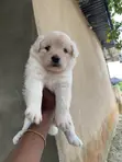 Yar Akuya Mai Gauraye (Lhasa Apso Mix) (Wata 1-3) - 1