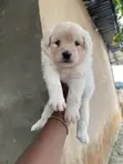 Yar Akuya Mai Gauraye (Lhasa Apso Mix) (Wata 1-3) - 2