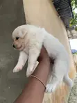 Yar Akuya Mai Gauraye (Lhasa Apso Mix) (Wata 1-3) - 3