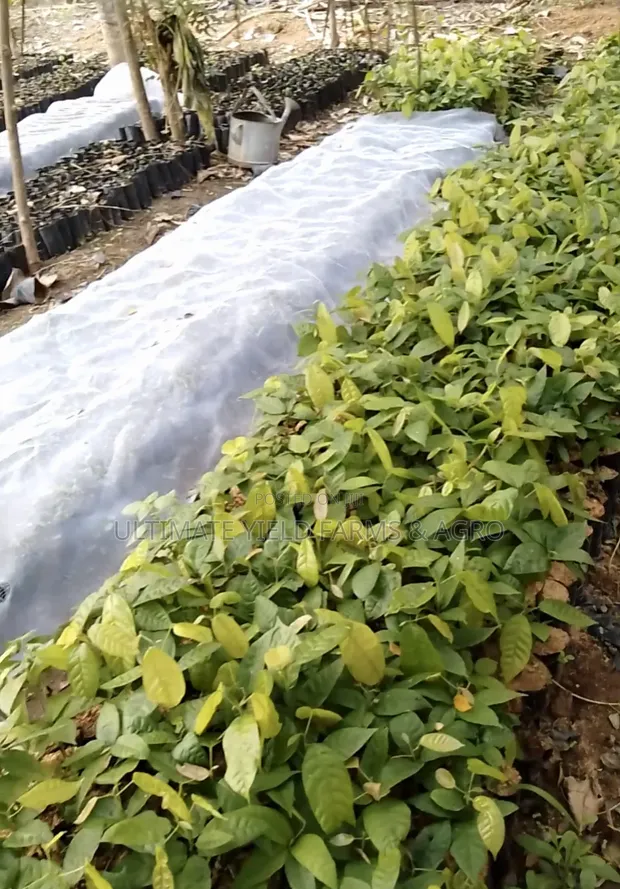 Commercial Cocoa Hybrid Plantation Setup Services - 1