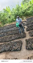 Commercial Cocoa Hybrid Plantation Setup Services - 2