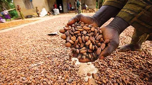 Premium Cocoa Beans Seed