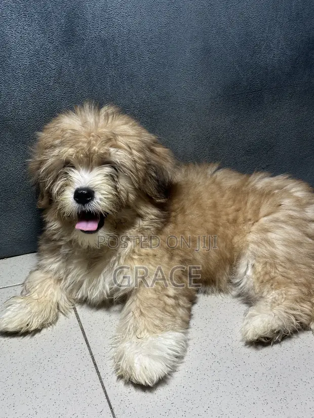 Shih Tzu x Lhasa Apso Mix Puppy - 1-3 Months Old - 1