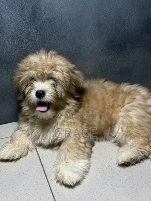 Shih Tzu x Lhasa Apso Mix Puppy - 1-3 Months Old