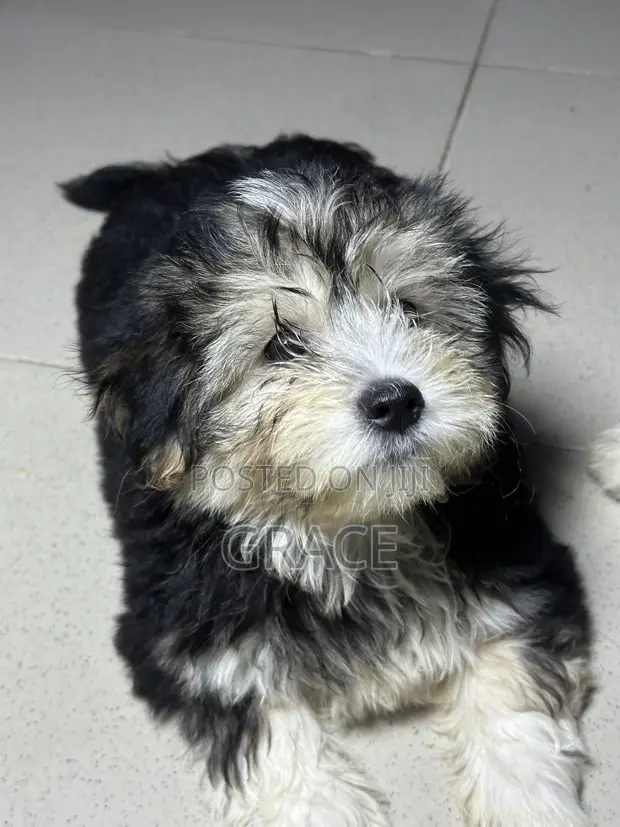 Yar Shih Tzu Mai Gauraye (Mata, 1-3 Watan) - 1