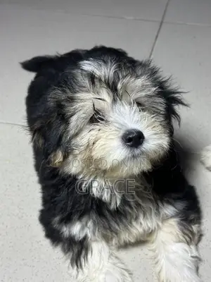 Yar Shih Tzu Mai Gauraye (Mata, 1-3 Watan)