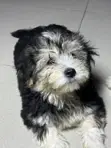 Yar Shih Tzu Mai Gauraye (Mata, 1-3 Watan) - 1