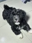 Yar Shih Tzu Mai Gauraye (Mata, 1-3 Watan) - 2