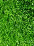 Turkey Quality Artificial Grass - 2
